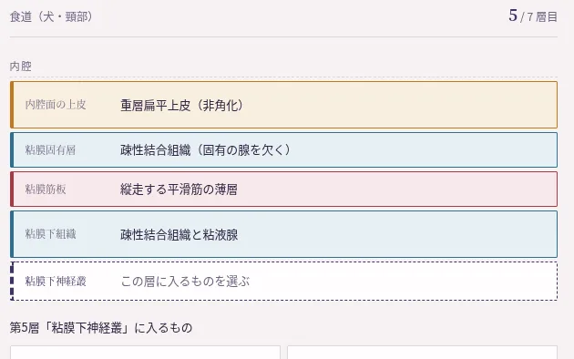 構造組み立てラボの画面。食道の壁を内腔側から一層ずつ組み立てる